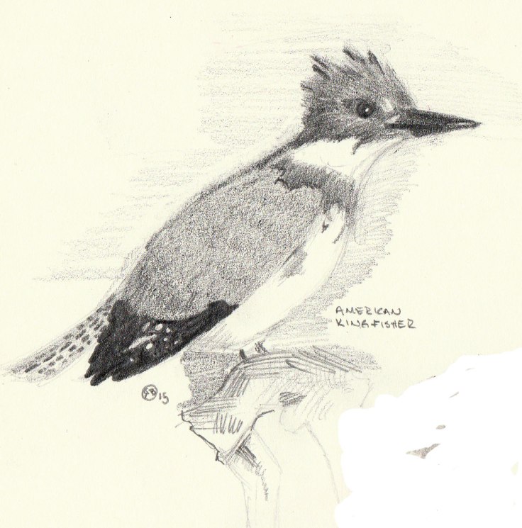 American-Kingfisher